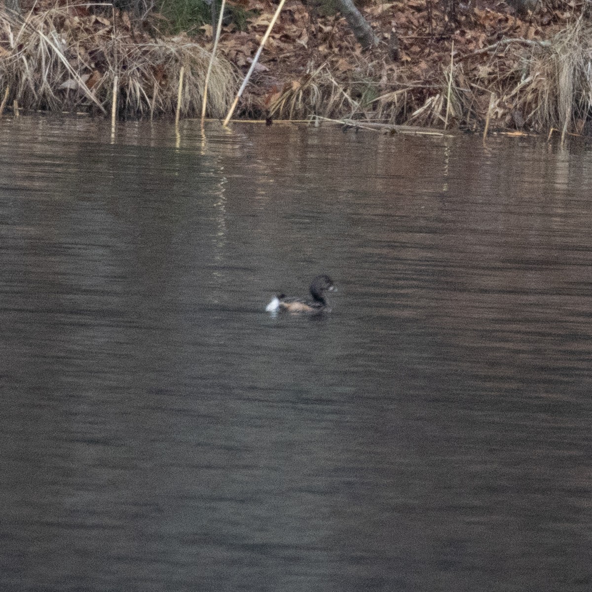 Pied-billed Grebe - ML632845561