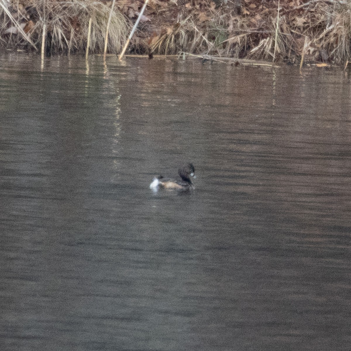 Pied-billed Grebe - ML632845562