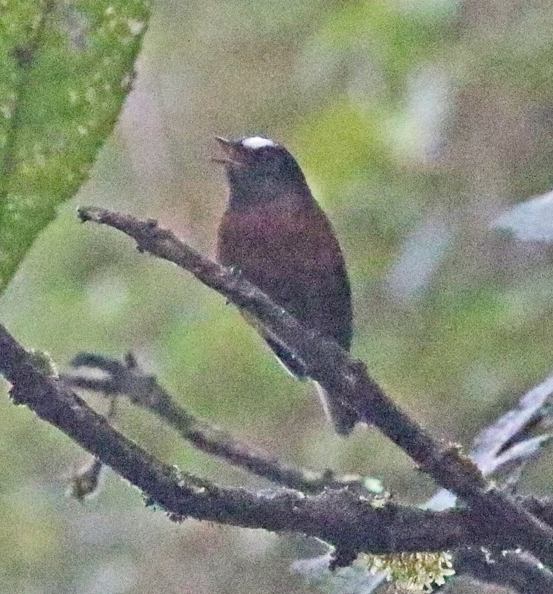 Chestnut-bellied Chat-Tyrant - ML632845655