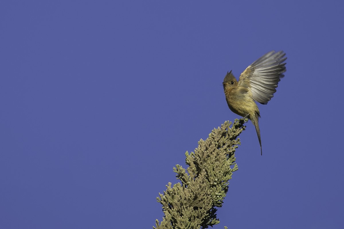 Tufted Flycatcher - ML632845715