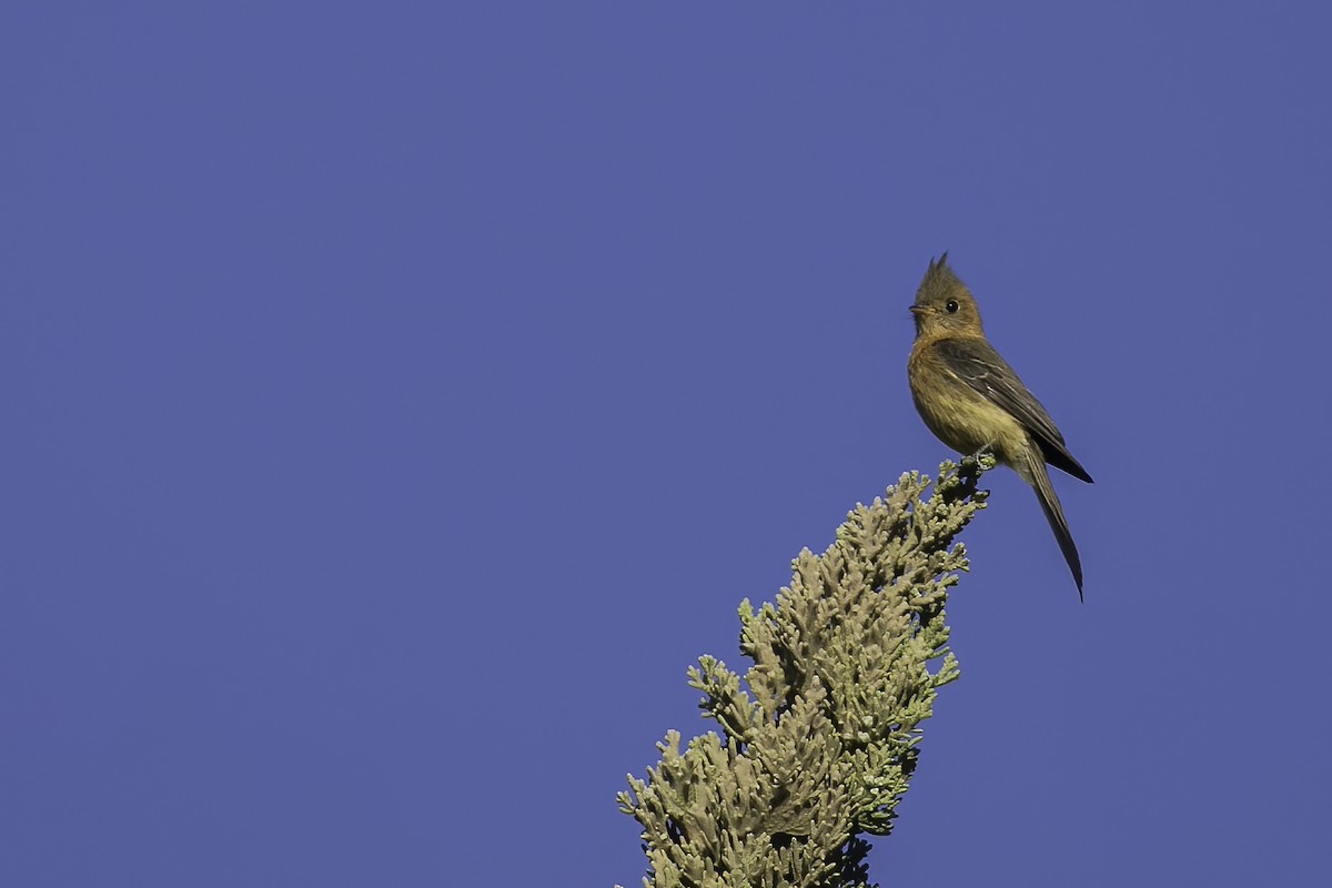 Tufted Flycatcher - ML632845716
