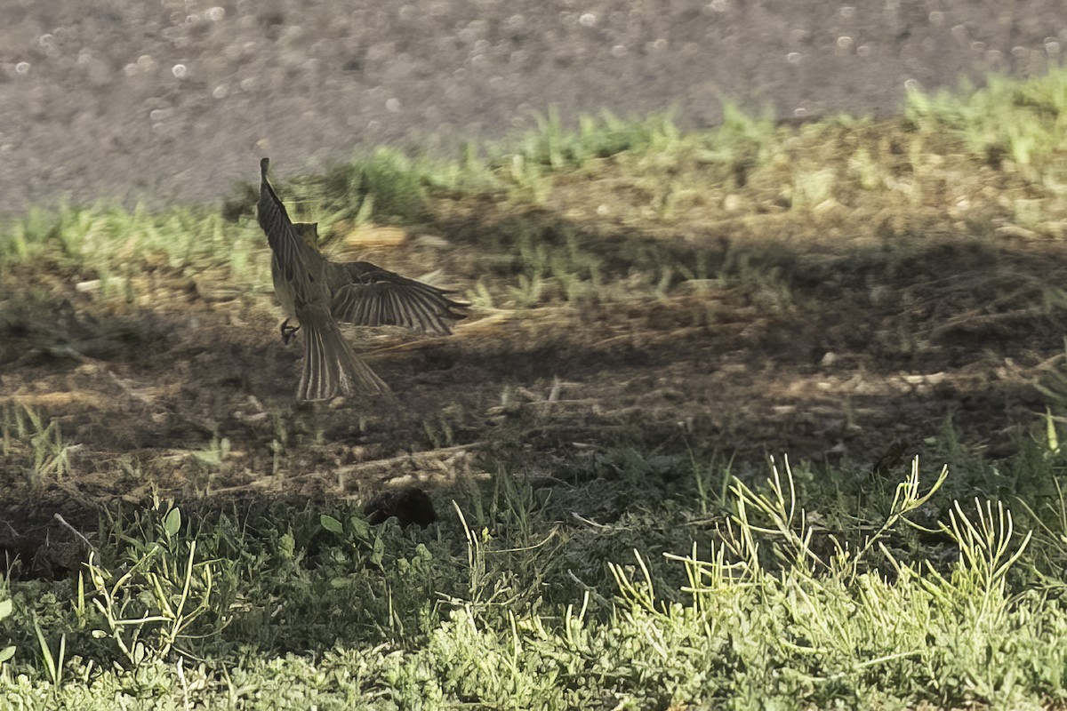 Tufted Flycatcher - ML632845717
