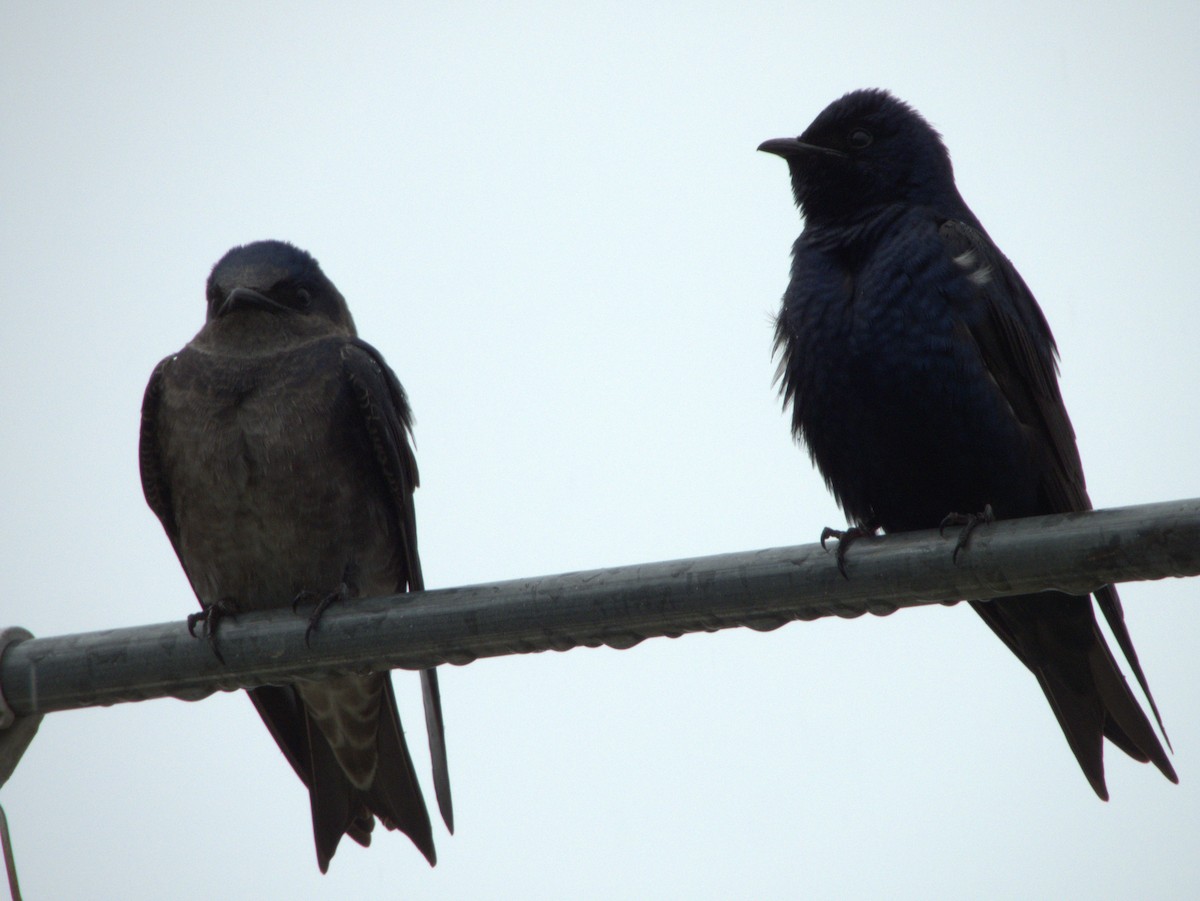 Purple Martin - ML632845868