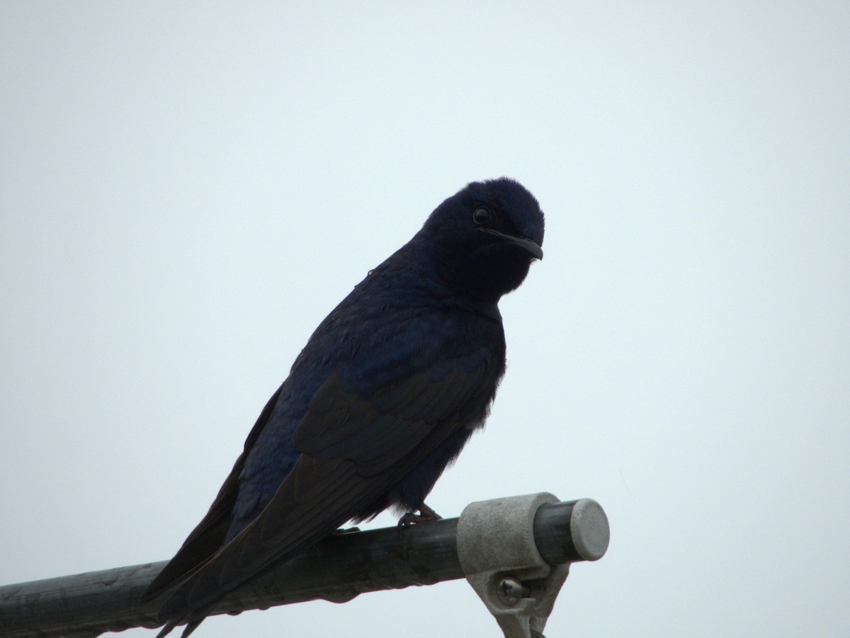 Purple Martin - ML632845869