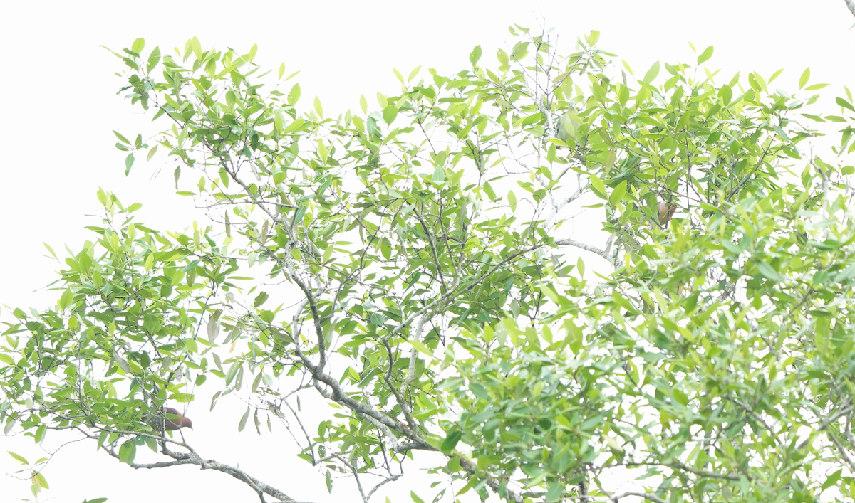 Cinnamon-headed Green-Pigeon - ML632845882