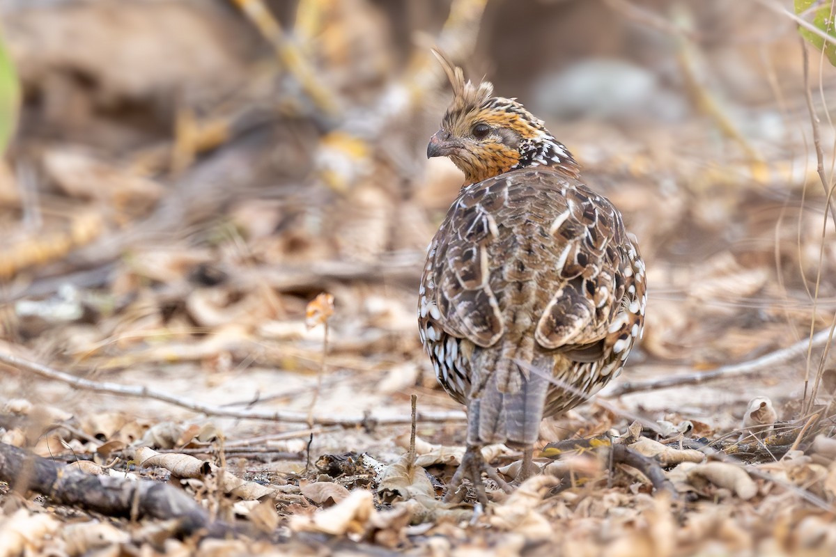 Crested Bobwhite - ML632846036