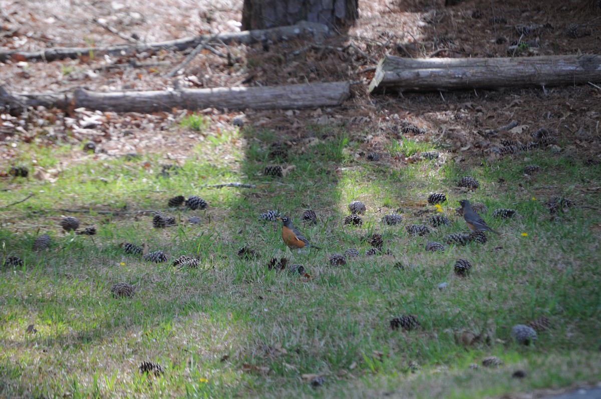 American Robin - ML632846125