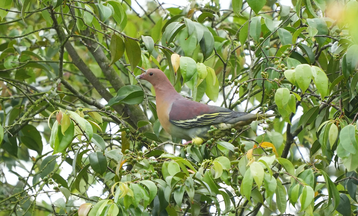 Cinnamon-headed Green-Pigeon - ML632846130