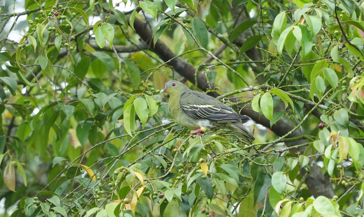 Cinnamon-headed Green-Pigeon - ML632846131