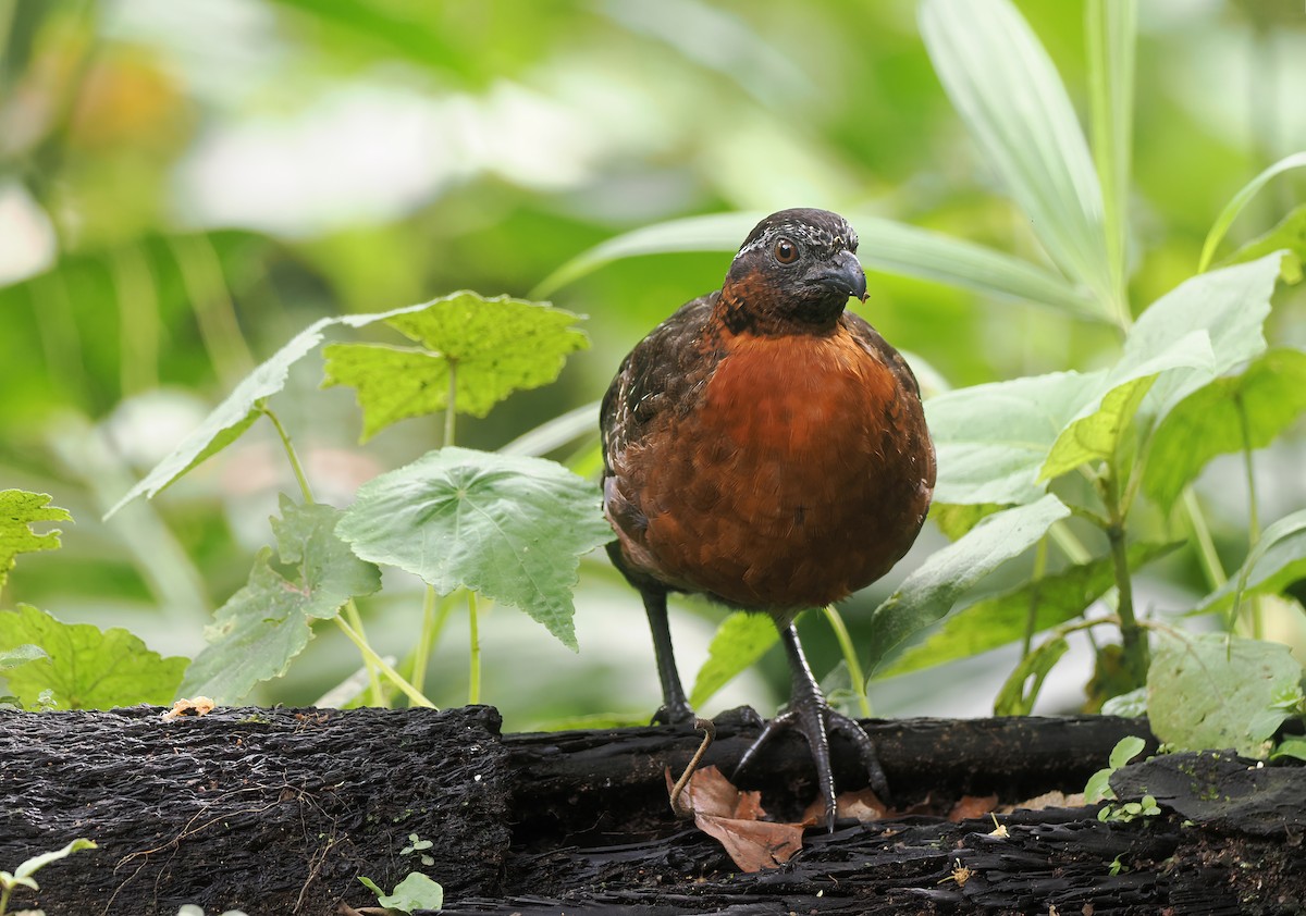 Rufous-breasted Wood-Quail - ML632846192