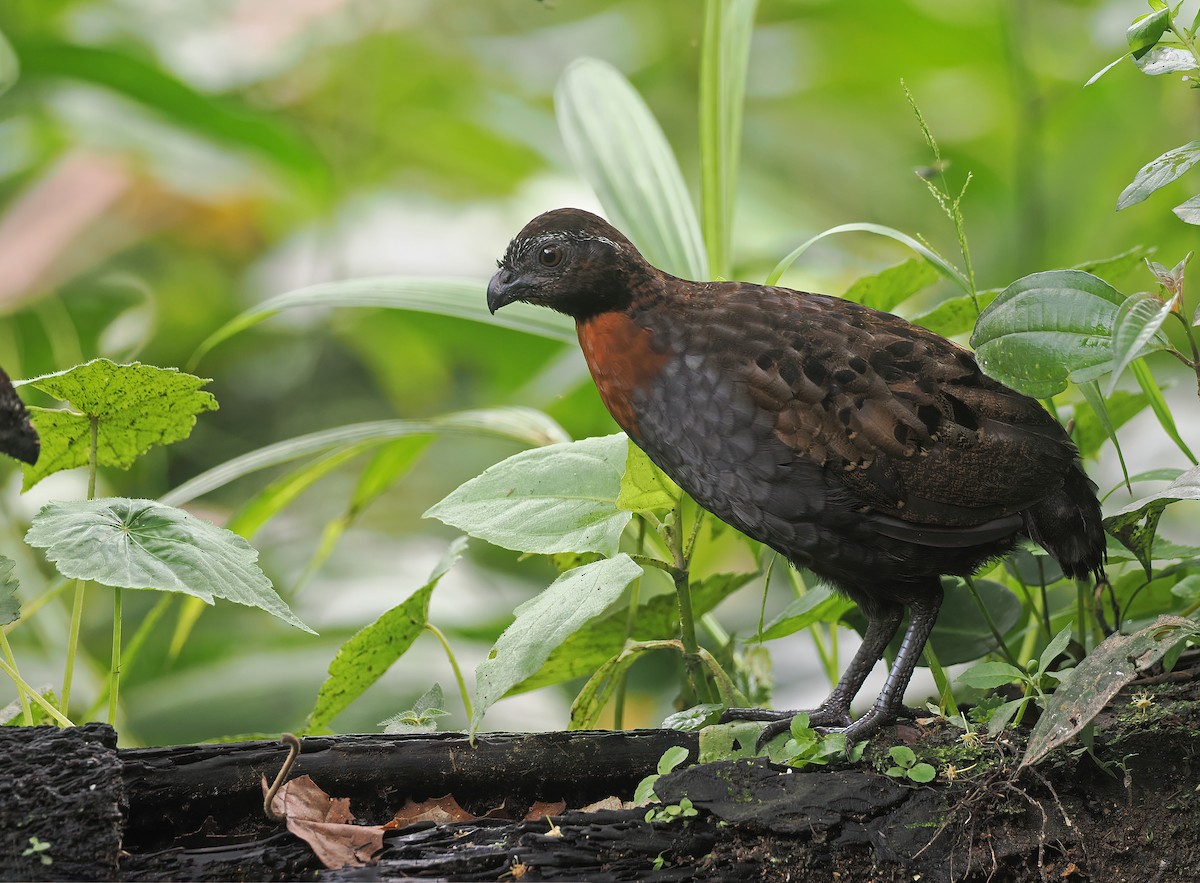 Rufous-breasted Wood-Quail - ML632846195
