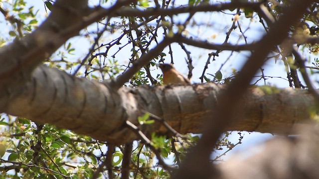 Blue-throated Flycatcher - ML632846312