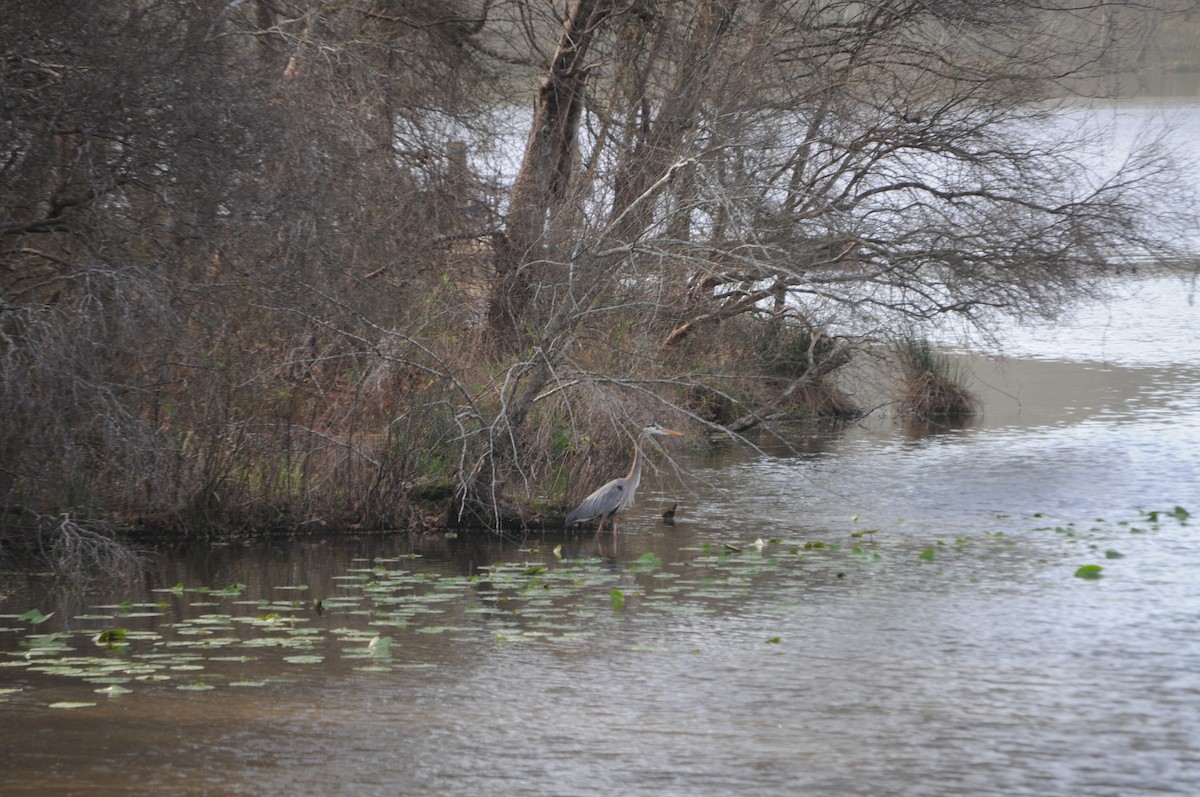 Great Blue Heron - ML632846319