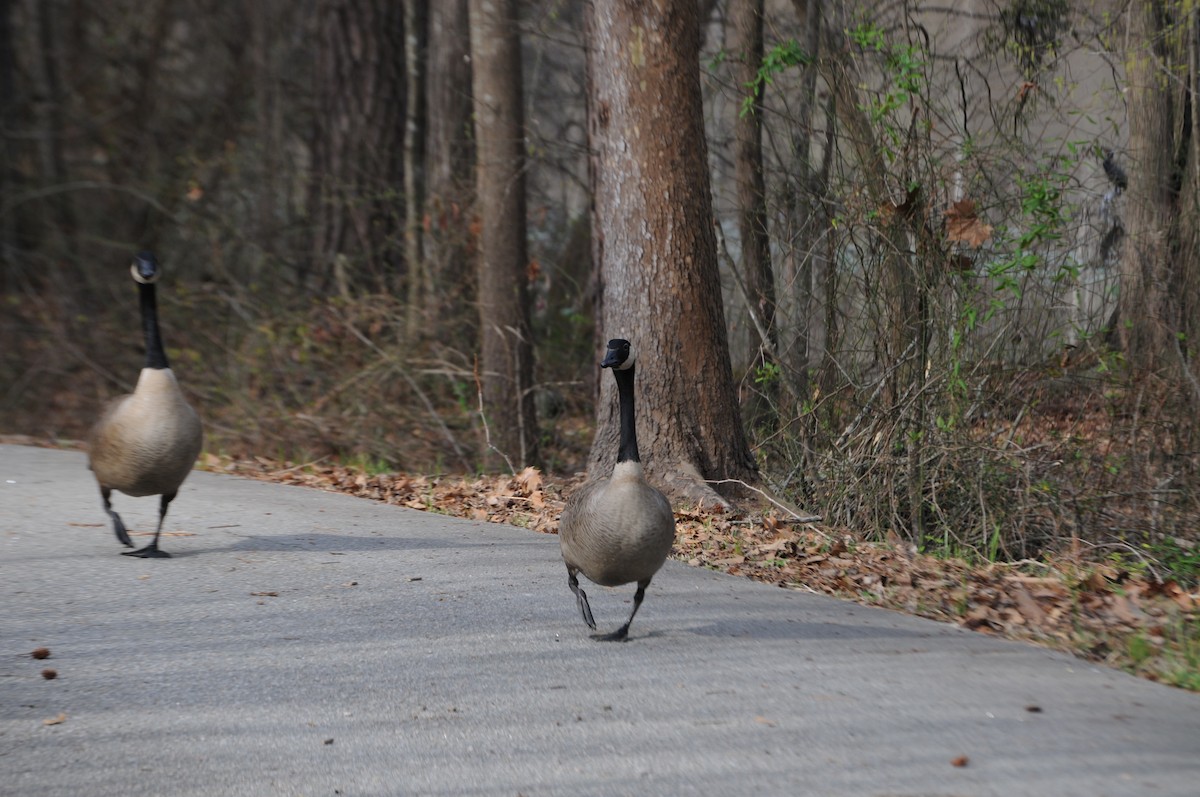 Canada Goose - ML632846363