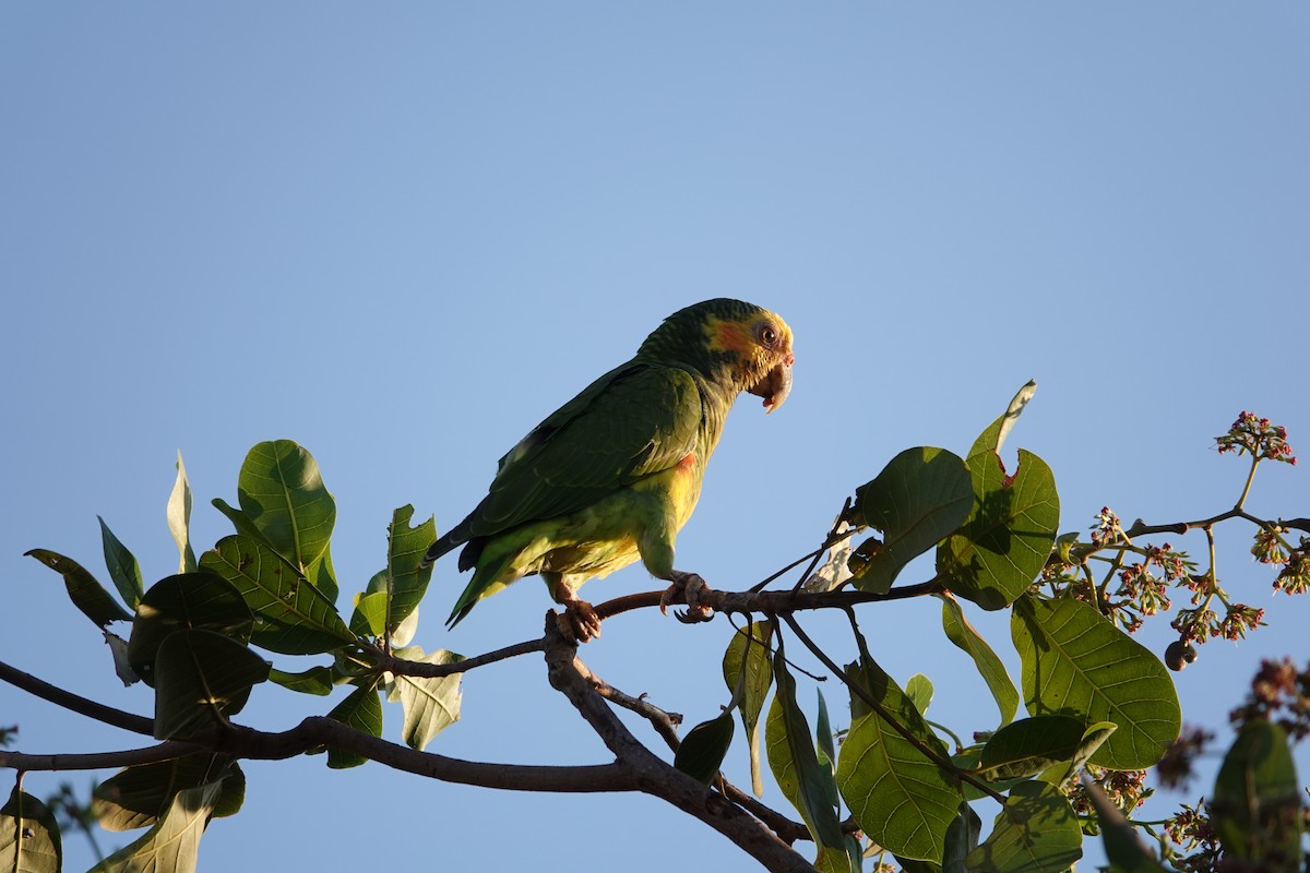 Yellow-faced Parrot - ML632846387