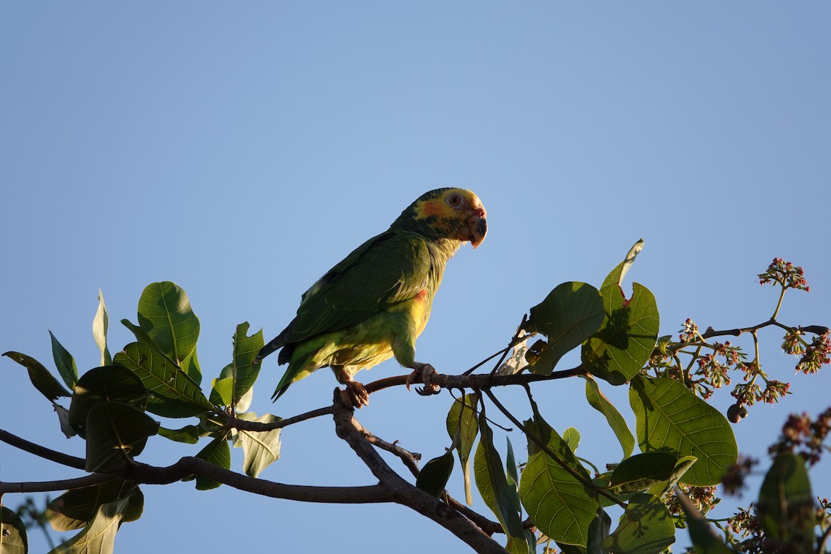 Yellow-faced Parrot - ML632846388