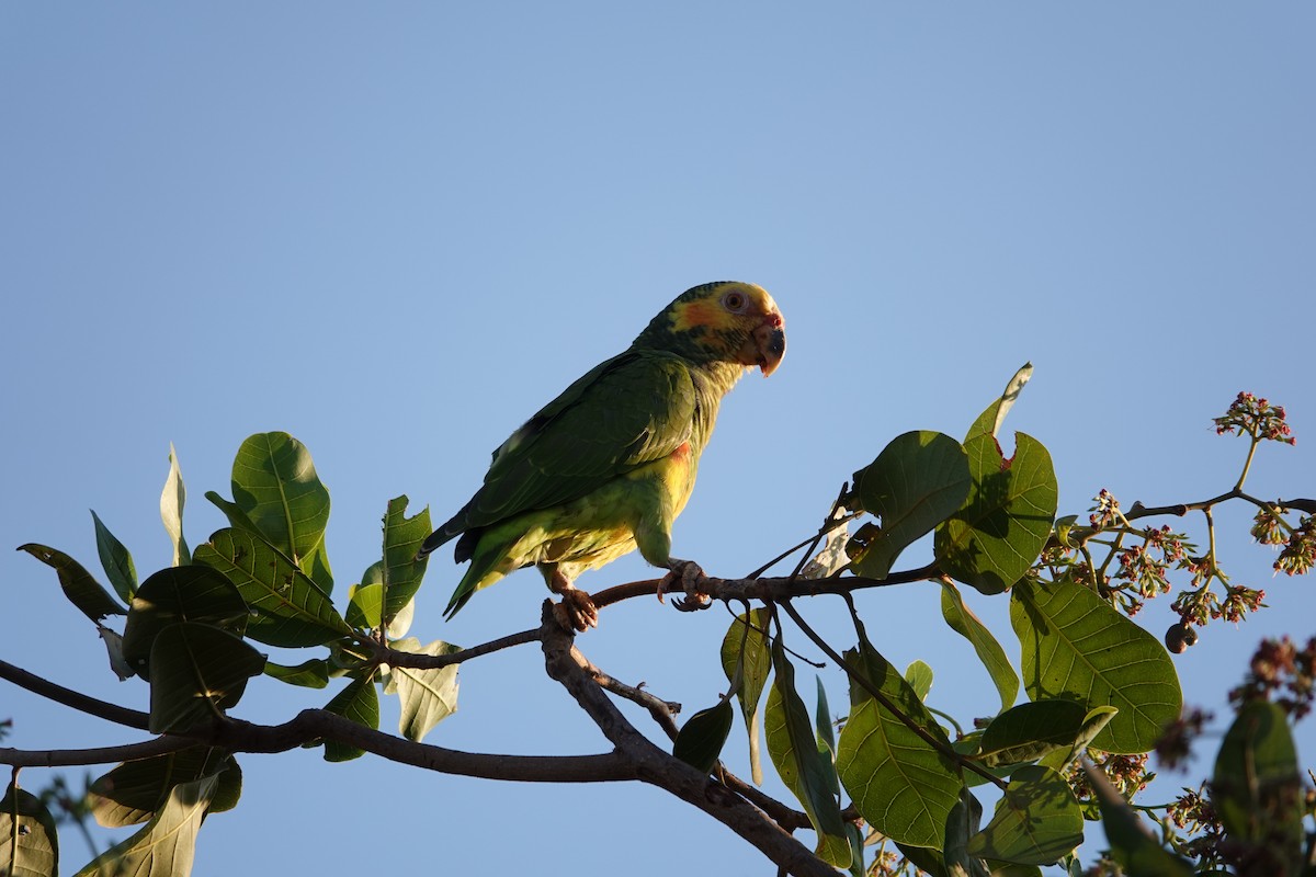 Yellow-faced Parrot - ML632846389