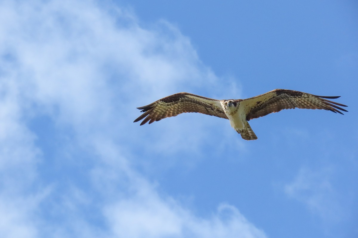 Falco pescatore - ML632846526