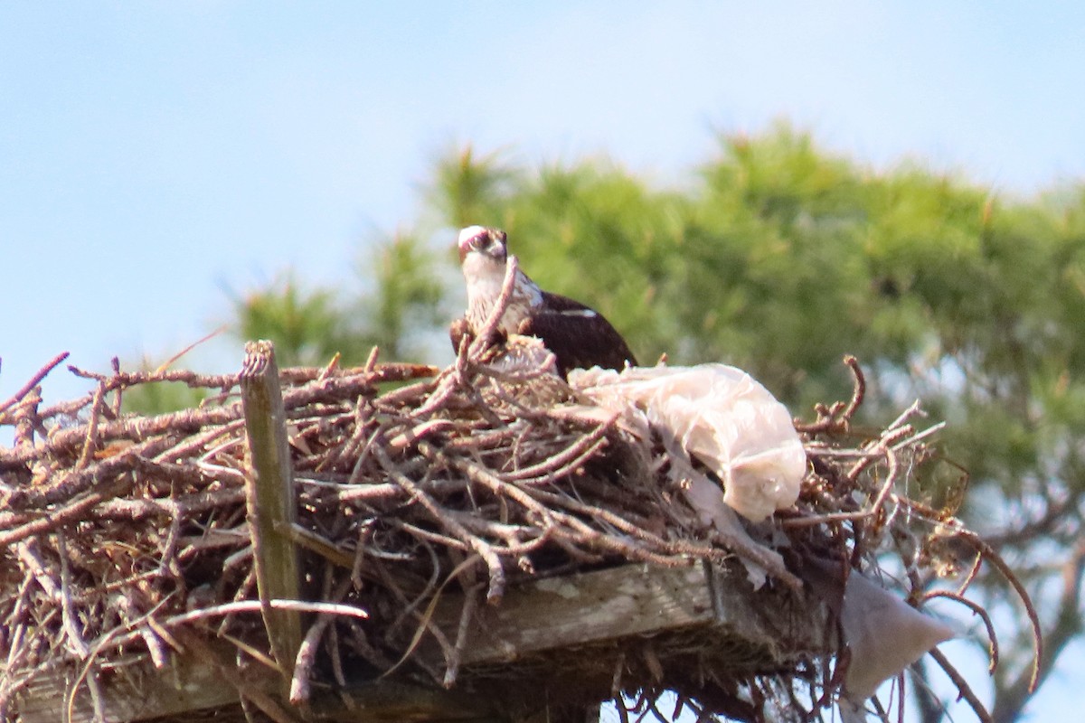 Falco pescatore - ML632846527