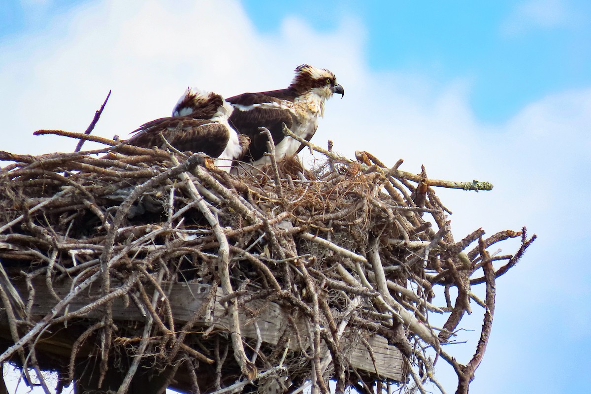 Falco pescatore - ML632846529