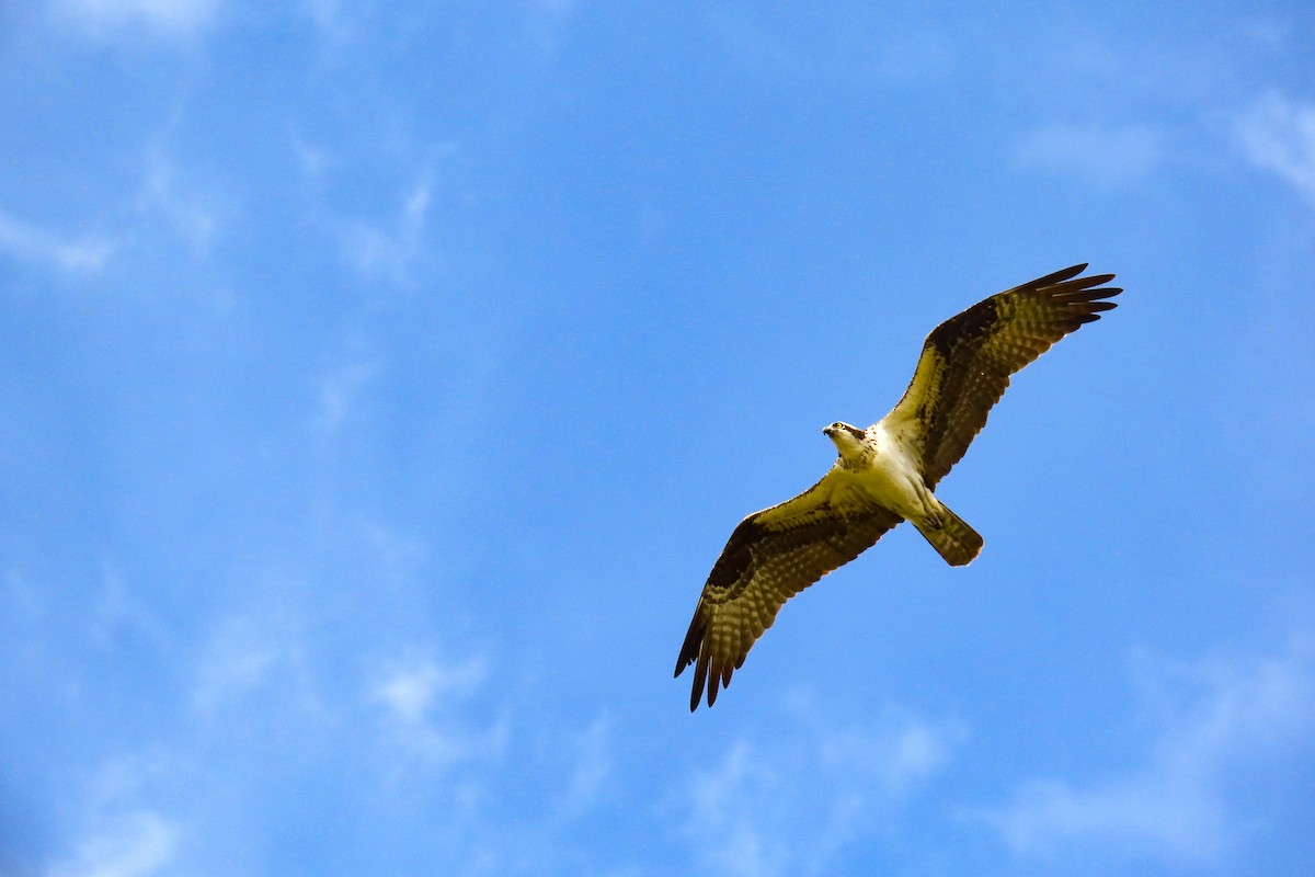 Falco pescatore - ML632846530