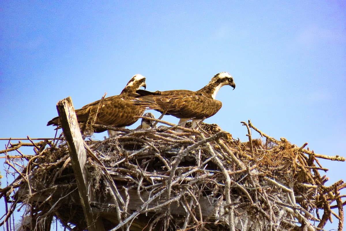 Falco pescatore - ML632846531