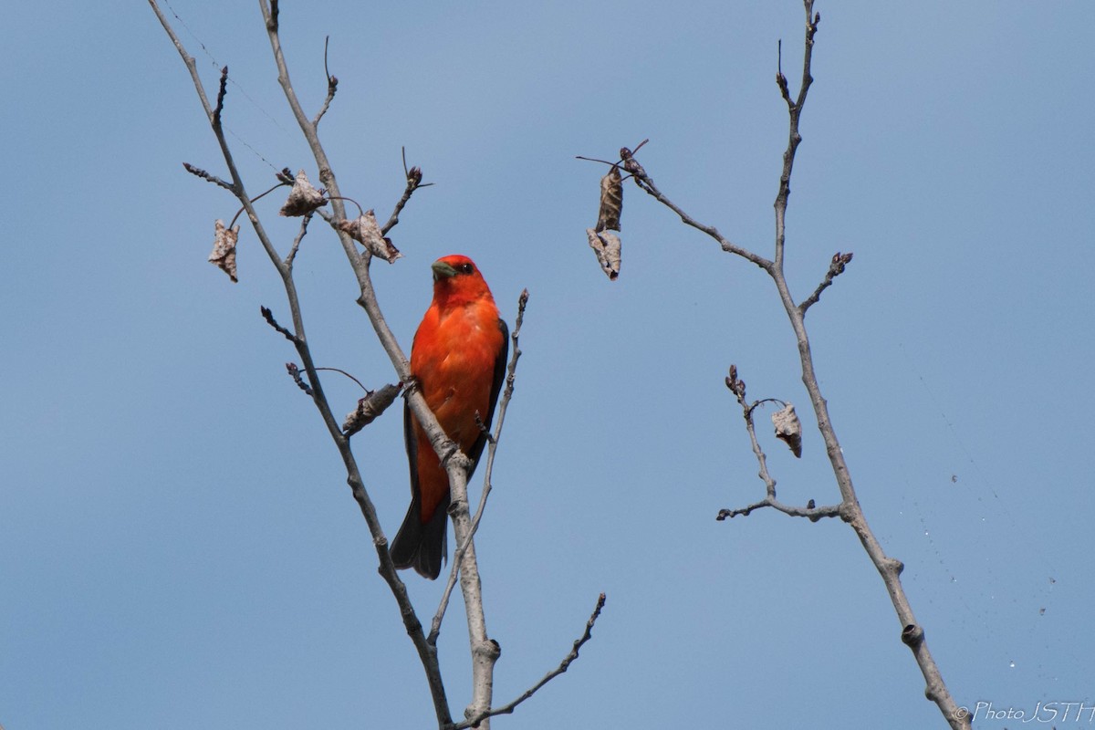 Scarlet Tanager - ML63284661