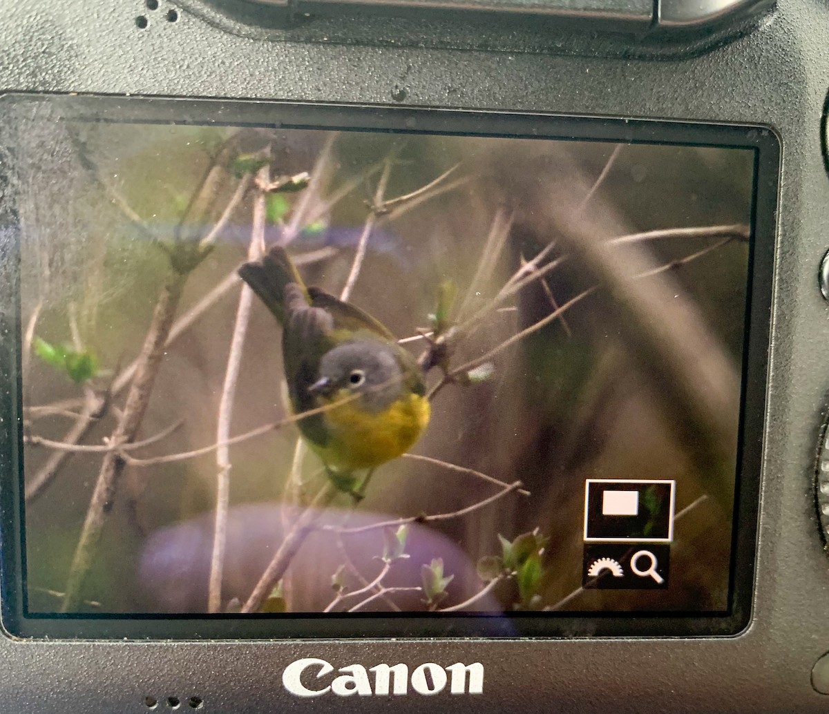 Nashville Warbler - ML632846662