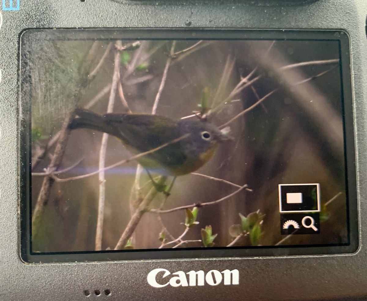 Nashville Warbler - ML632846663