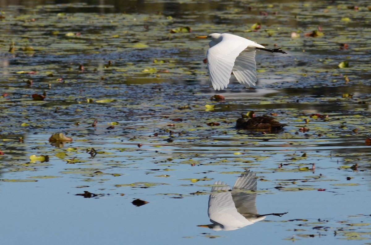 Plumed Egret - ML63284671