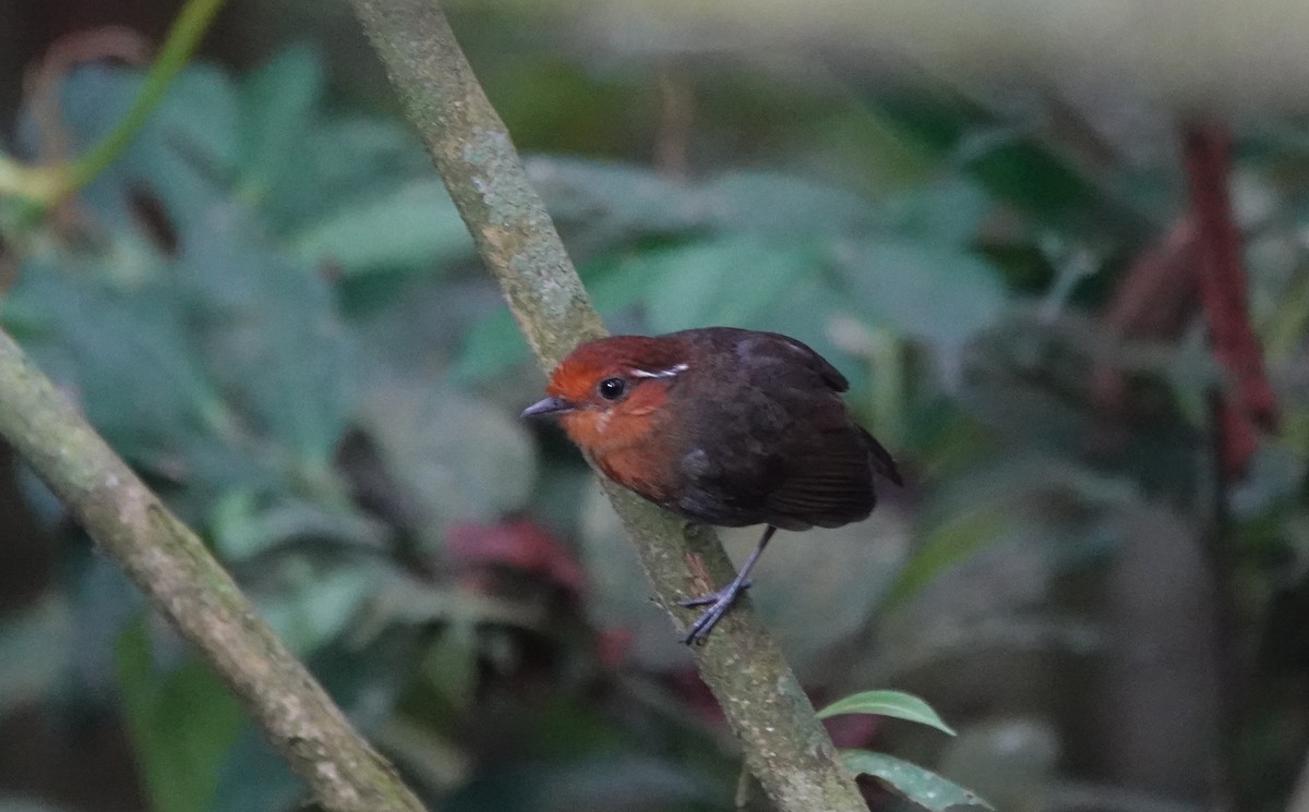 Chestnut-crowned Gnateater - ML632846823