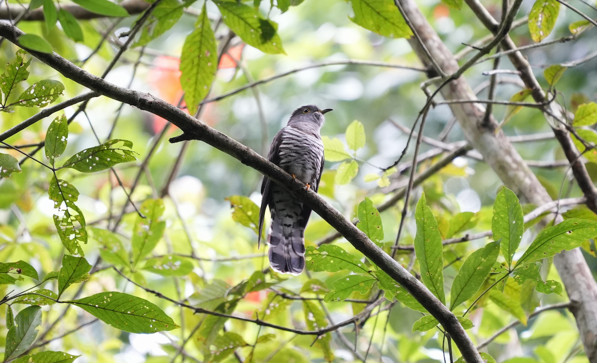 Indian Cuckoo - ML632846947