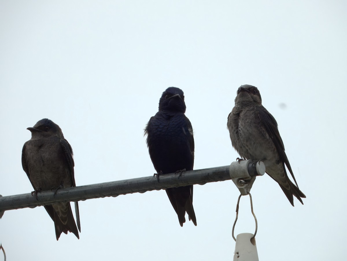 Purple Martin - ML632846999