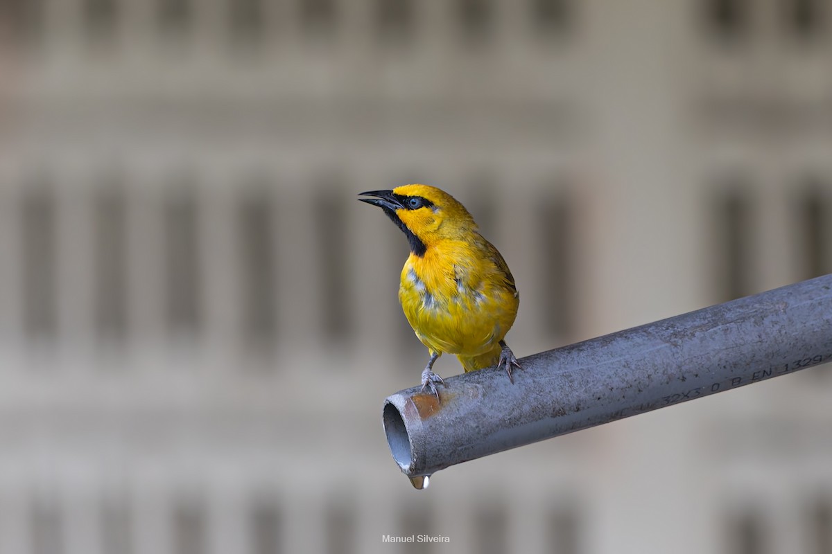 Spectacled Weaver - ML632847025