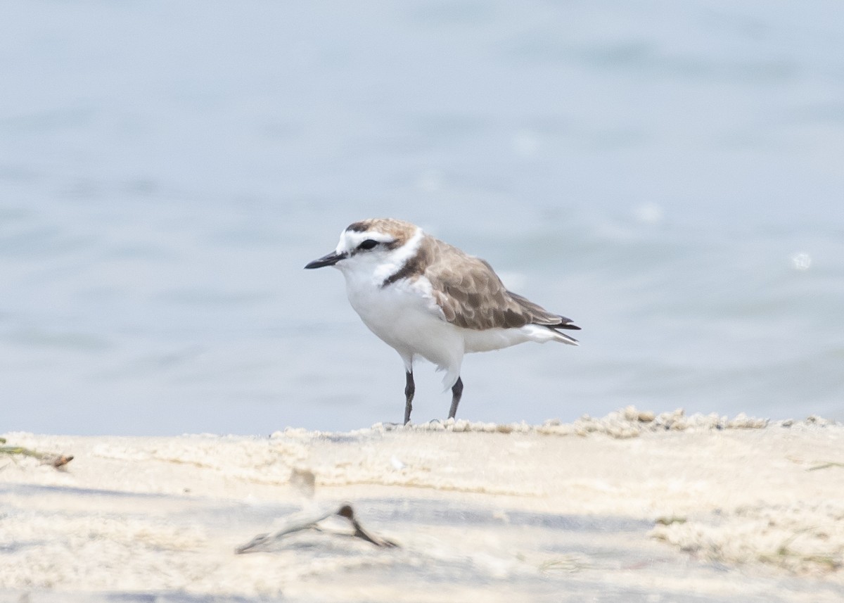Kentish Plover (Hanuman) - ML632847074