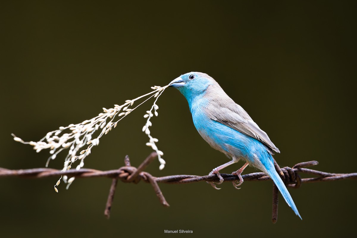 Southern Cordonbleu - ML632847093