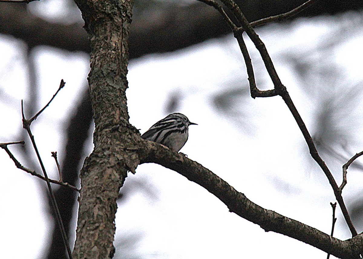 Paruline noir et blanc - ML632847298