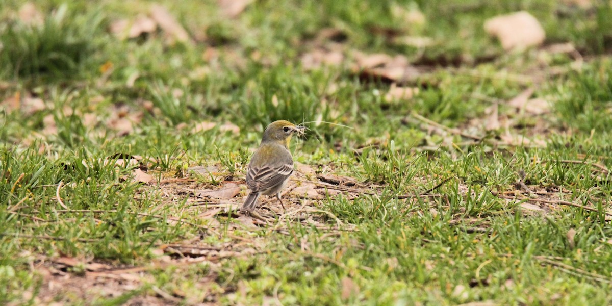 Paruline des pins - ML632847307