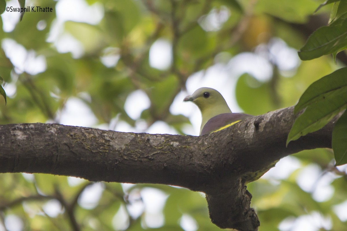 Gray-fronted Green-Pigeon - ML63284741