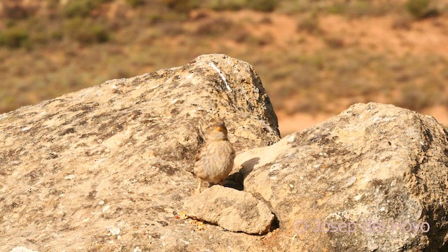 Rock Sparrow - ML632847458