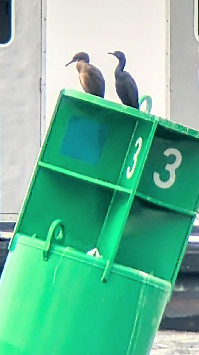 Brandt's Cormorant - ML632847494