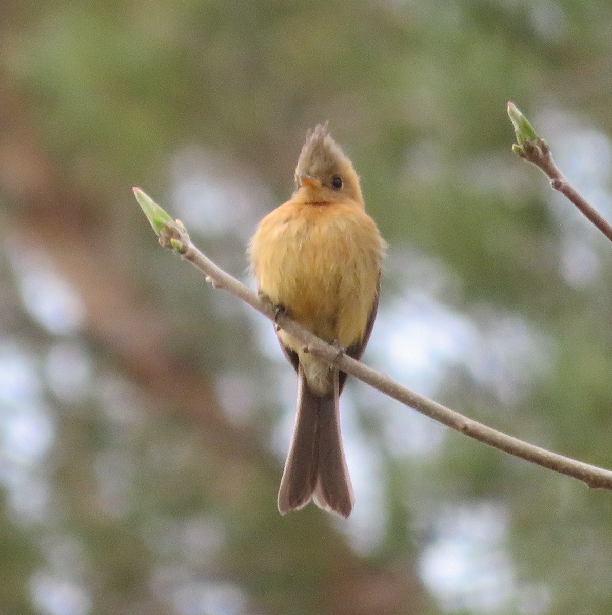 Tufted Flycatcher - ML632847599
