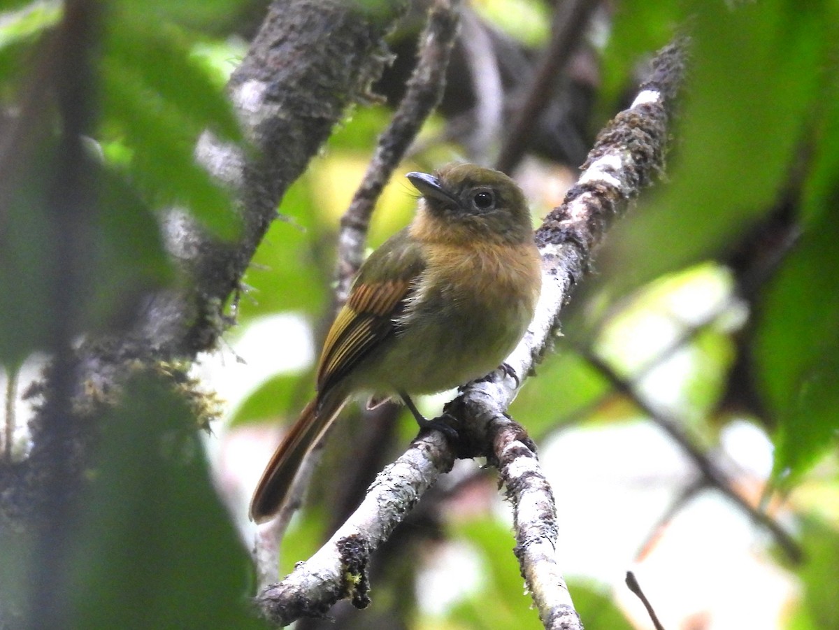 Fulvous-breasted Flatbill - ML632847729
