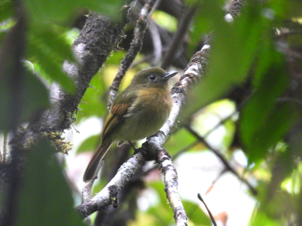 Fulvous-breasted Flatbill - ML632847730