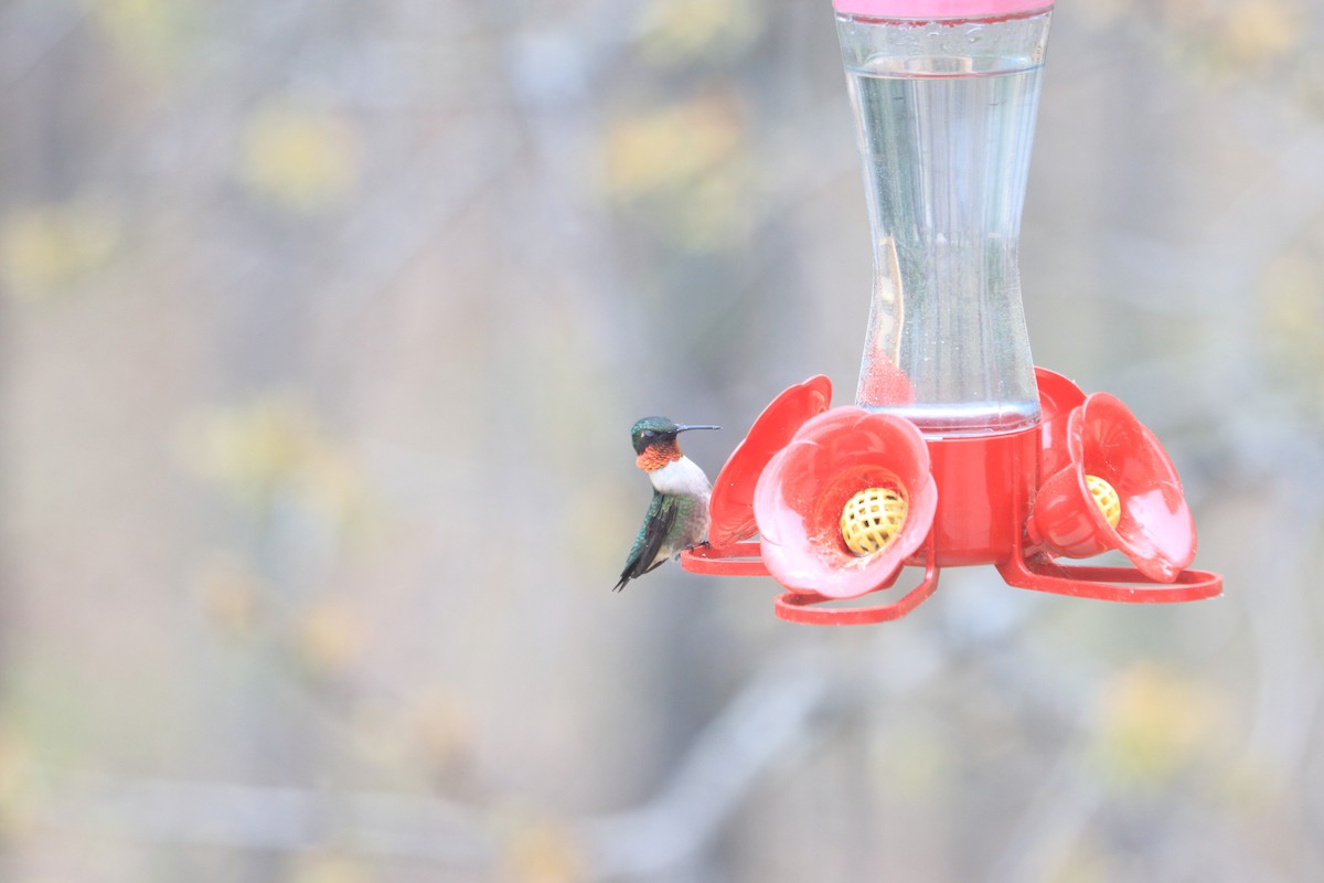 Ruby-throated Hummingbird - ML632847780