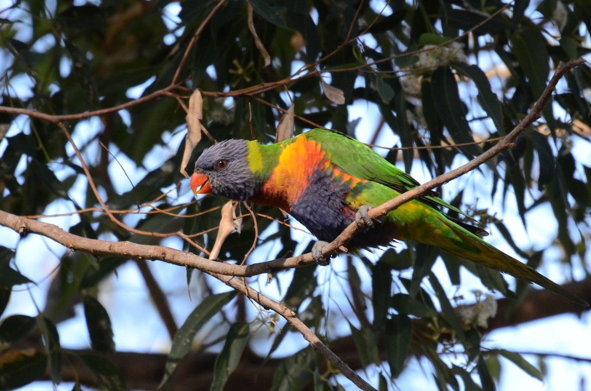 Rainbow Lorikeet - ML63284781