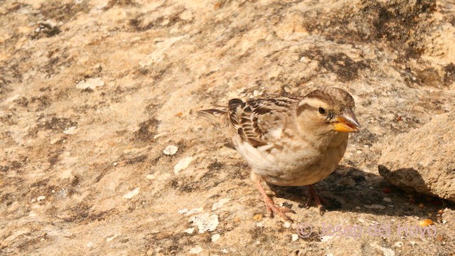 Rock Sparrow - ML632847826