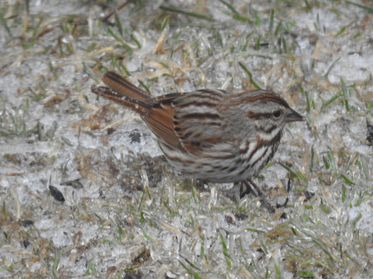 Song Sparrow - ML632847911
