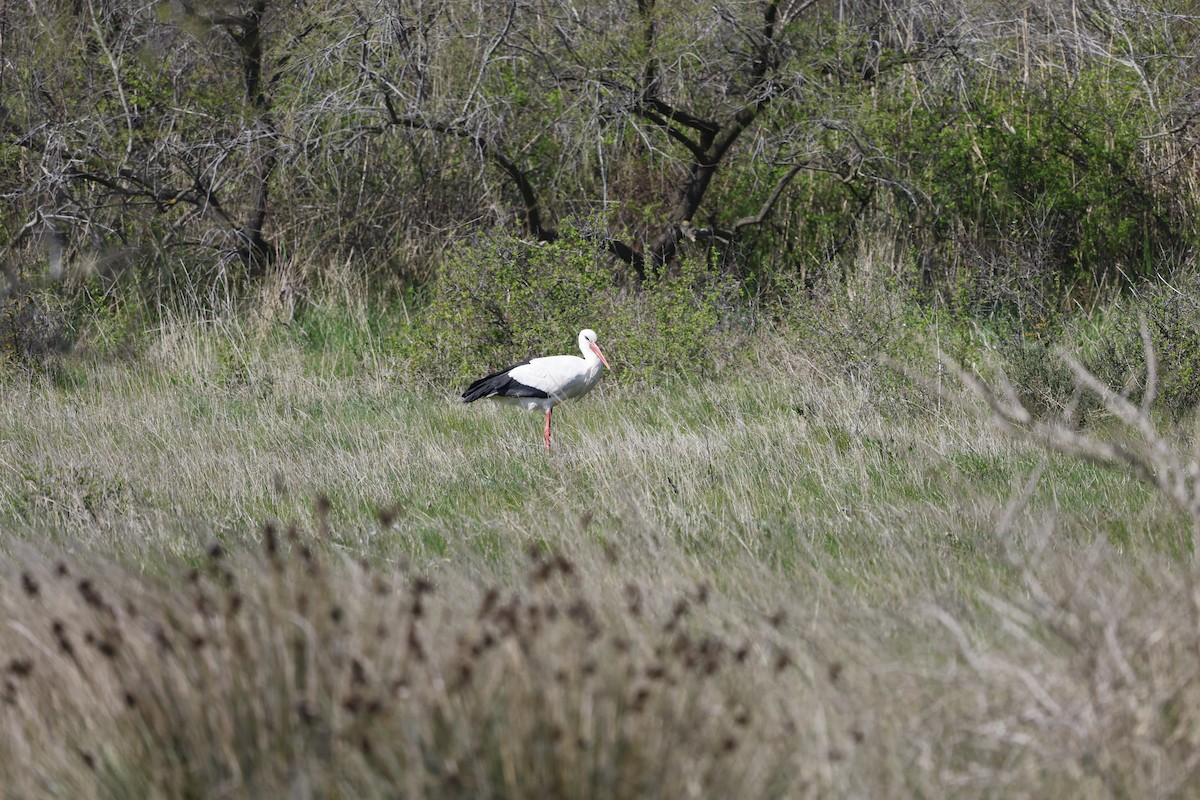 White Stork - ML632848206