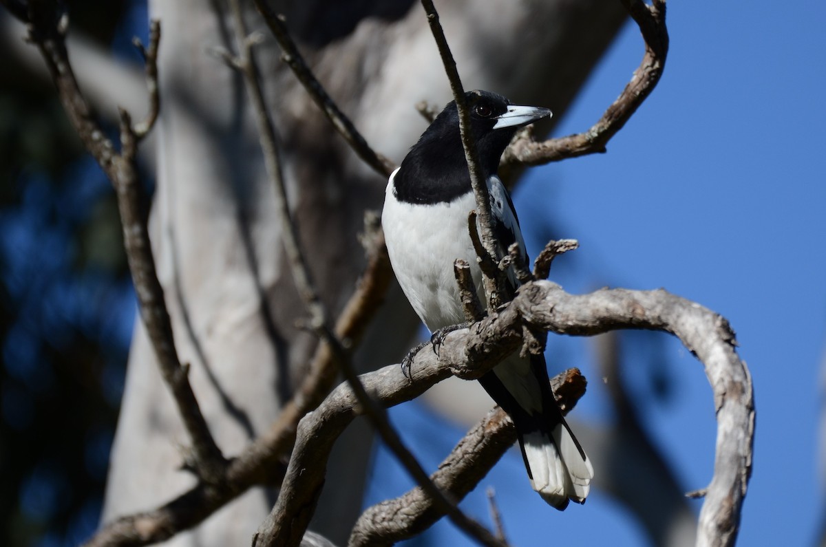 Pied Butcherbird - ML63284841